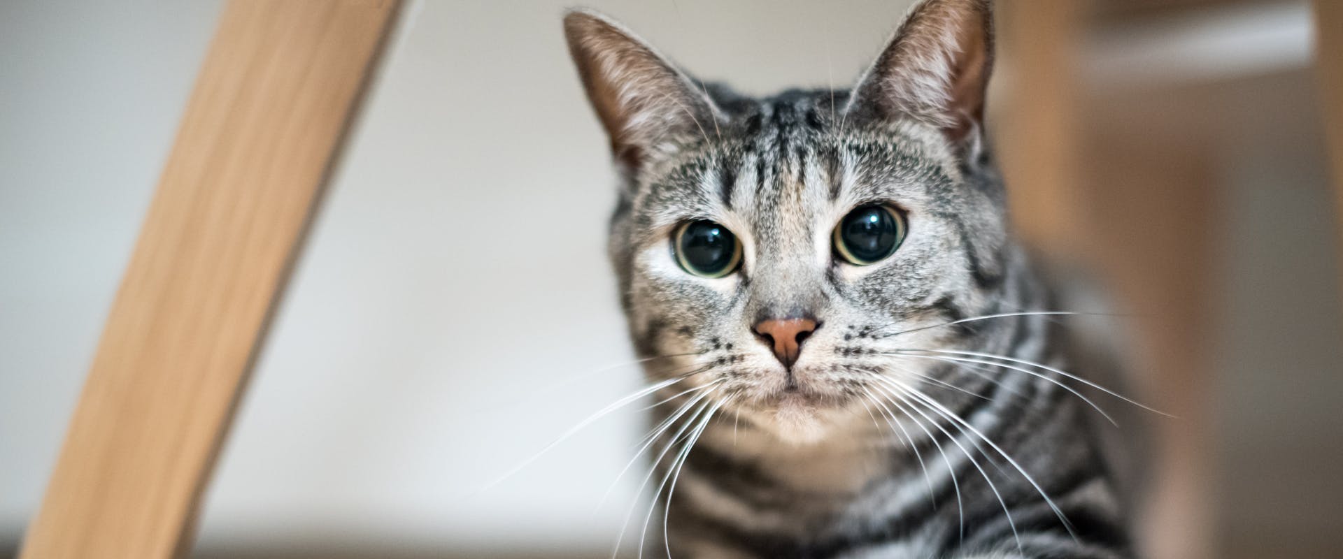 Cat dilated pupils not best sale eating